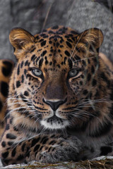 look brutal, lying Amur leopard, powerful motley big cat looks straight through the eyes of a predator.