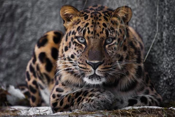 Photo sur Plexiglas Léopard regard brutal, couché léopard de l& 39 Amour, puissant gros chat hétéroclite regarde droit à travers les yeux d& 39 un prédateur.