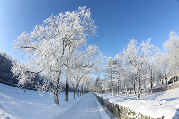 trees in snow