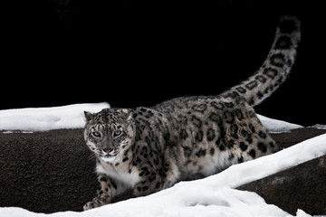 snow leopard walks in the snow against a dark background, a strong and fast rare animal. - Powered by Adobe