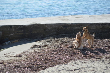 Dogs playing on the beach