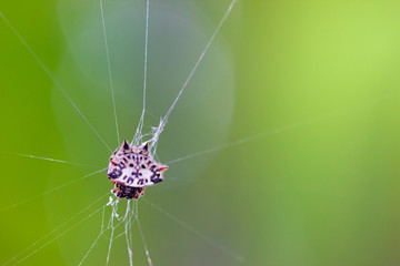 Spider have thorns behind them. Spider web and morning sunlight.