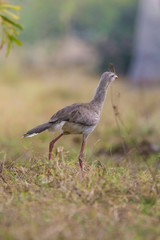 Red legged Seriema, Pantanal , Brazil