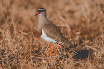 Crowned plover, Kruger National Park, South Africa