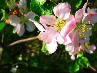 Spring day and branches of cherry blossoms in the garden