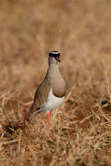 Crowned plover, Kruger National Park, South Africa