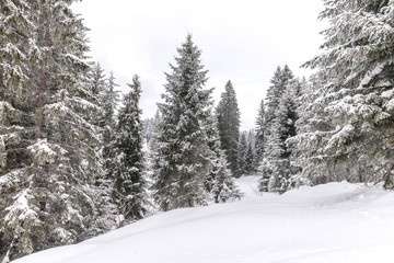 Fototapeta na wymiar national park tara snow trees landscape.