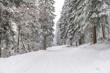 Snow forest trees on Tara mountain.