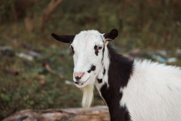 Fototapeta premium Close up the goat outdoors