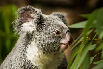 Koala eet van de eucalyptusboom.