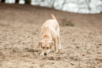 Fototapeten Labradorpup snuffelt in het zand © photoPepp