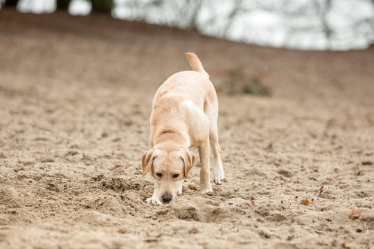 Labradorpup snuffelt in het zand