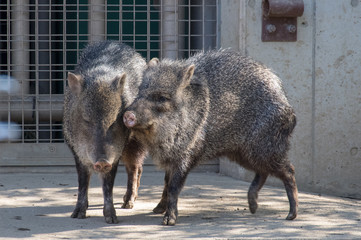 仲良しなクビワペッカリー