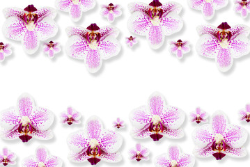 Fototapeta na wymiar Top view flatlay design of beautiful white and purple real flowers of orchid isolated on white table background. Horizontal color photography of holiday backdrop with copy space.
