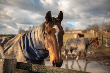 Pferdeportrait4 © Andreas