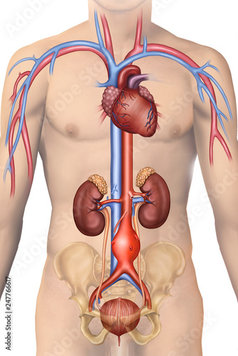 Aneurisma Aortico Abdominal Pdf
