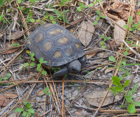 Florida Gopher Tortoise