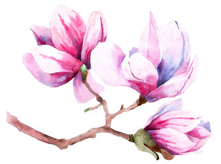 Fototapeta na wymiar Flowers watercolor illustration of purple Magnolia branch, isolated on white background. Botanical watercolor hand drawn illustration
