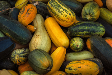 Photo of the many pumpkins