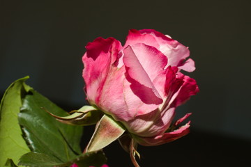 Pink rose 2