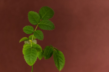 green leaves isolated on background