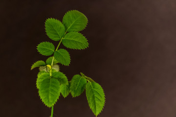 clover on white background