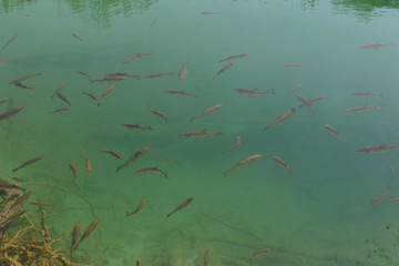 Fish in the green water of Plitvice lake