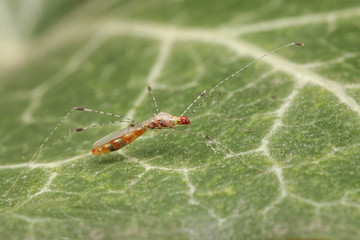 Arachnophile stilt bug sitting on the ivy leaf. A weird insect species occurring in Southern Europe. 