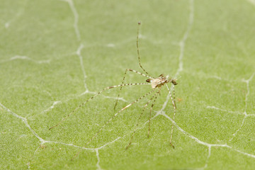 Shed of the arachnophile stilt bug sitting on the ivy leaf. A weird insect species occurring in Southern Europe. 