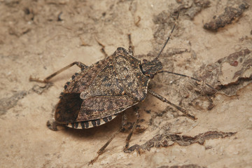 The brown marmorated stink bug, an insect native to China, Japan, the Korean peninsula, and Taiwan. It was accidentally introduced into the United States, Europe and South America. - obrazy, fototapety, plakaty