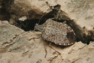 The brown marmorated stink bug, an insect native to China, Japan, the Korean peninsula, and Taiwan. It was accidentally introduced into the United States, Europe and South America.