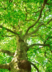 Woodland and Trees.