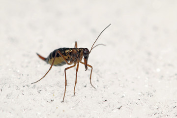 A male of the snow flea walking on the snow. A rare insect belonging to scorpionflies, occuring in Europian mountains during the winter season.