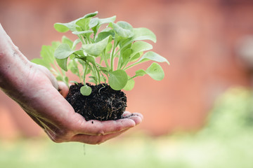 old woman holds in her hand a sapling of petunia flowers