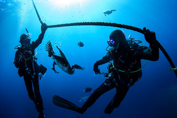 Divers Feeding Cormorant Bird Underwater in Clear Blue Ocean Water of Chiba, Japan