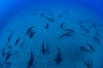 Banded hound shark and red stingray aggregation in Clear Blue Ocean of Chiba Japan