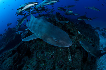 Banded hound shark and red stingray aggregation in Clear Blue Ocean of Chiba Japan