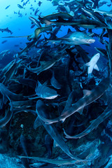 Banded hound shark and red stingray aggregation in Clear Blue Ocean of Chiba Japan