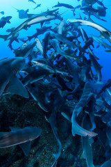 Banded hound shark and red stingray aggregation in Clear Blue Ocean of Chiba Japan