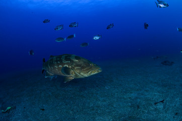 Banded hound shark and red stingray aggregation in Clear Blue Ocean of Chiba Japan