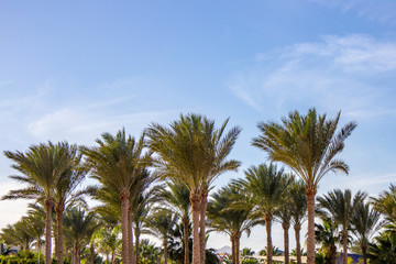 Obraz na płótnie Canvas Plam trees on the blue sky background