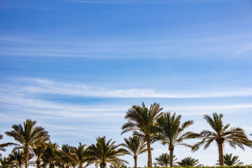 Fototapeta na wymiar Plam trees on the blue sky background