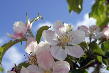 Fototapeta premium Close up of fruit flowers in the earliest springtime