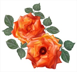 Orange roses  vector illustration