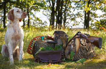 English setter. Hunting dog. Pointing dog. Real hunt. Portrait of a hunting dog with trophies.  On...