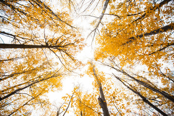 yellow tree in autumn