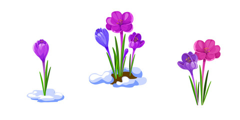 Crocuses illustration. Early spring flowers isolated on white background.