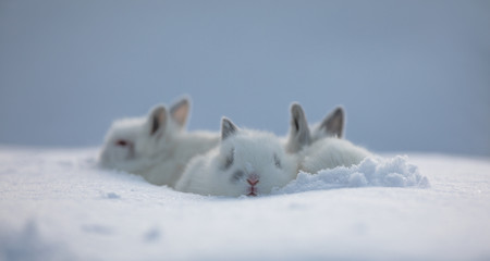 Obraz na płótnie Canvas rabbit family, cute white rabbits in the snow