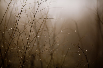 grass and branches in the fog