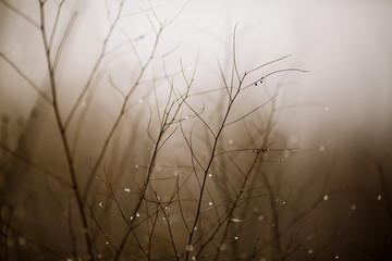 grass and branches in the fog